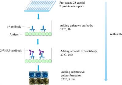 Development and Application of a Novel Rapid and Throughput Method for Broad-Spectrum Anti-Foodborne Norovirus Antibody Testing